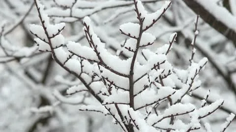 Trees in Snow Stock Footage 10687784
