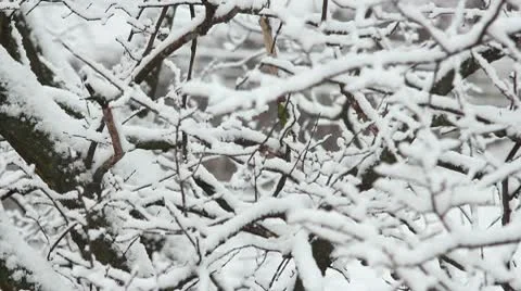 Trees in Snow Stock Footage 10687787