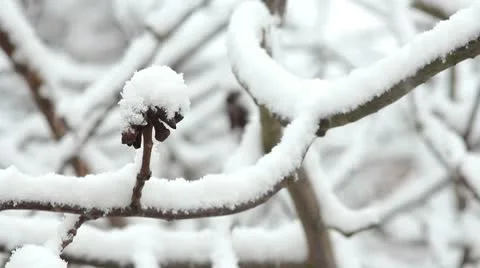 Trees in Snow Stock-Footage 10687797