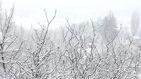 Trees in Snow Stock Footage 10687804