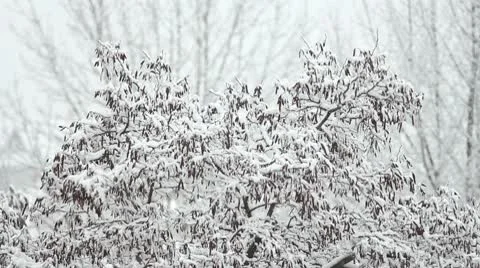 Trees in Snow Stock Footage 10687822