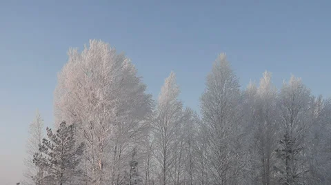 Trees in the snow Stock Footage 29233610