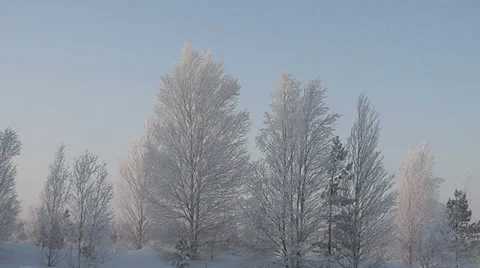 Trees in the snow Stock Footage 29240130