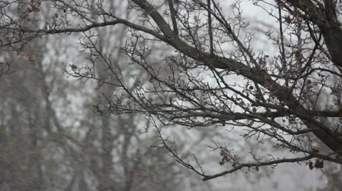 Trees in the Snow Stock Footage 32928683