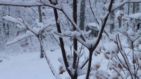 Trees in the Snow Video stock 44560407