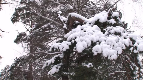 Trees in the snow Stock Footage 45603652