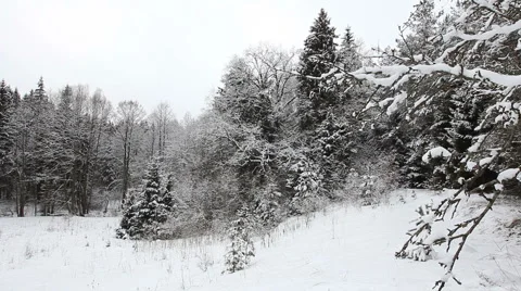 Trees in the snow Видео 46632606