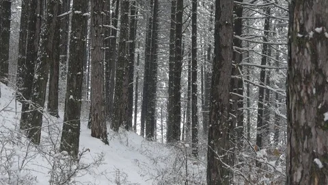 Trees in the snow Stock-Footage 83324313