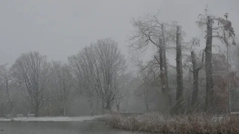 Trees in the Snow 스톡 동영상 83983874