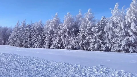 Trees in the snow 스톡 동영상 86132266