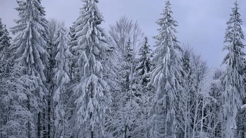 Trees in snow Stock Footage 99178250