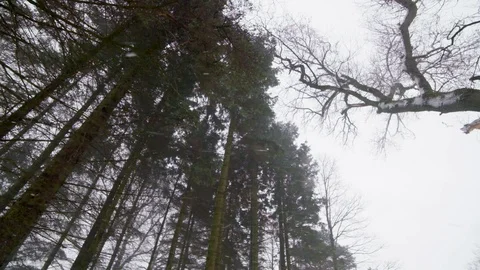 Trees in the Snow Stock Footage 101297492