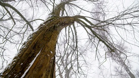 Trees in the Snow 스톡 동영상 101297559