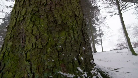 Trees in the Snow Stock Footage 101297708