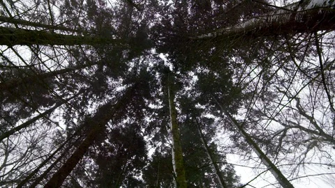 Trees in the Snow Stock Footage 101297909