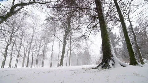 Trees in the Snow Stock Footage 101298117