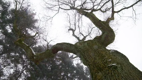 Trees in the Snow Stock Footage 101298344