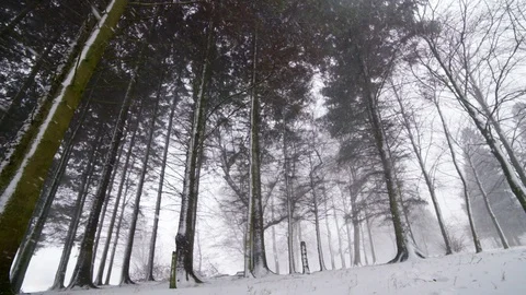 Trees in the Snow Stock Footage 101298604