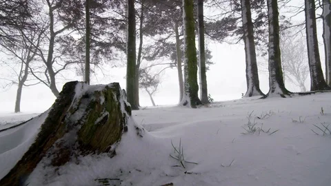 Trees in the Snow 스톡 동영상 101299056