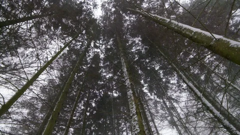 Trees in the Snow 스톡 동영상 101299123