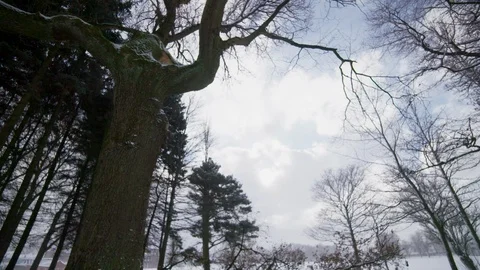 Trees in the Snow Stock Footage 101299414