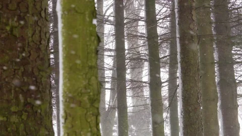 Trees in the Snow 스톡 동영상 101299424
