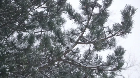 Trees in the Snow Stock Footage 101299439