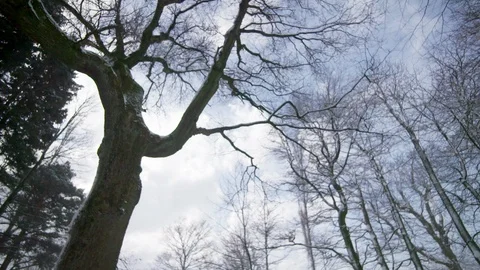 Trees in the Snow Stock Footage 101299452