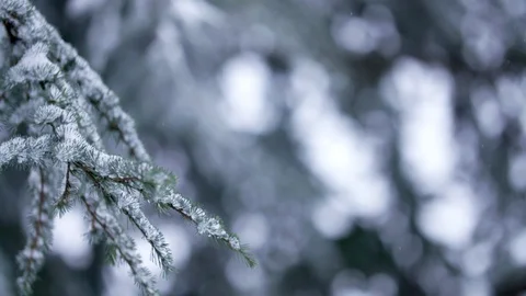 Trees in the Snow 스톡 동영상 101299520