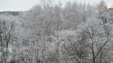 Trees in the snow Stock Footage 104924801