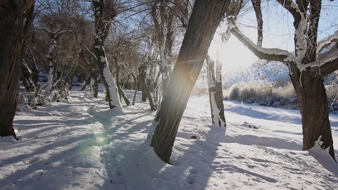 Trees in the snow Stockbeeldmateriaal 121965665