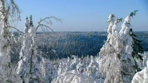 Trees in the snow. Stock Footage 133597528