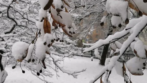 Trees in the snow. Stock Footage 145942879