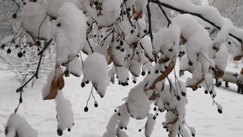 Trees in the snow. Stock Footage 145942898