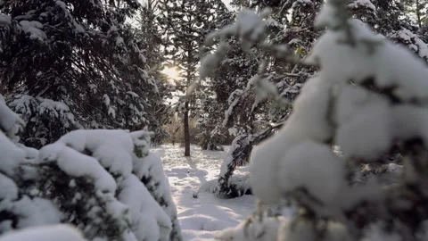 Trees in the snow Stock Footage 146919504