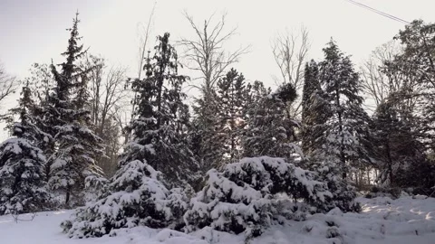 Trees in the snow Stock Footage 146919584