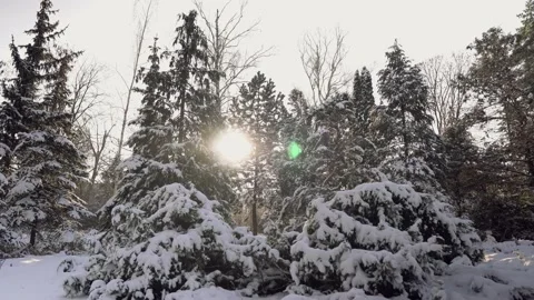 Trees in the snow Stock Footage 146919935