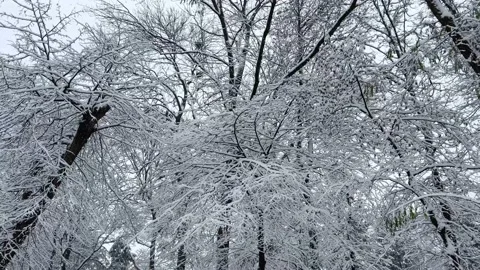Trees in the snow Stock Footage 221714584