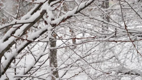 Trees in the snow Stock Footage 228971642
