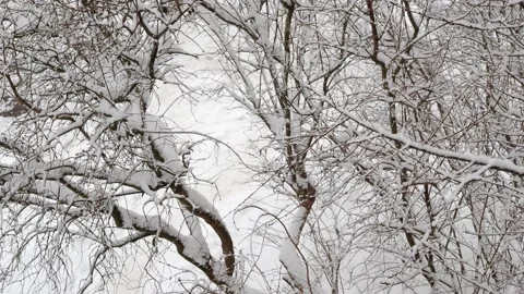 Trees in the snow Stock Footage 228971812