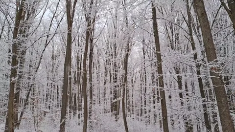 Trees with snow in a forest. Winter landscape in the forest. In Romania Video stock 297546291
