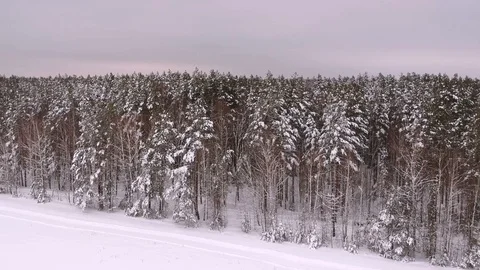 Trees in the snow from a height. Pine trees in the snow in the winter forest  Stock Footage 118276494