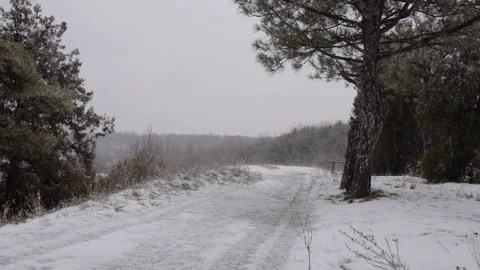 Trees In The Snow, Light Snow Falls Stock Footage 122987077