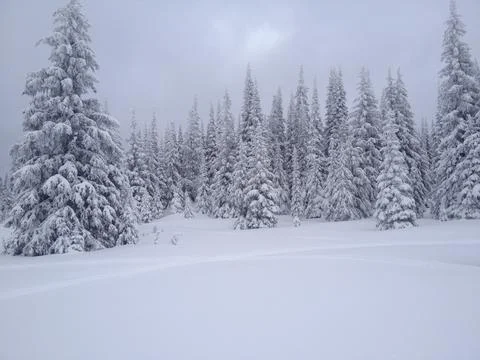 Trees snow meadow Stock Photos