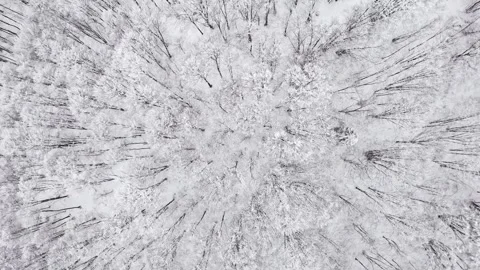 Trees with snow on a mountain Stock Footage 267082425