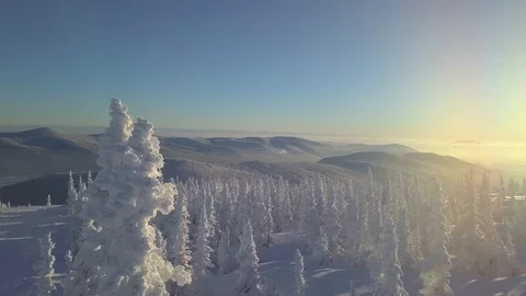 Trees in snow on the mountainside Video stock 101251519