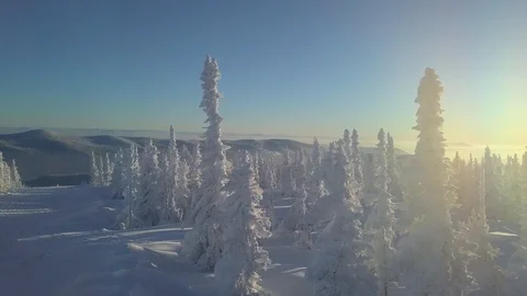 Trees in snow on the mountainside 動画素材 101252259