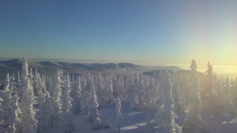 Trees in snow on the mountainside Stock Footage 101252732