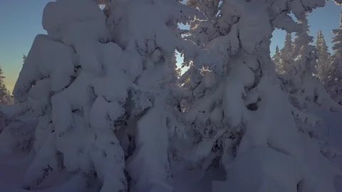Trees in snow on the mountainside Stock Footage 101254074