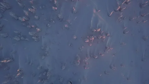 Trees in snow on the mountainside Stock Footage 101257034